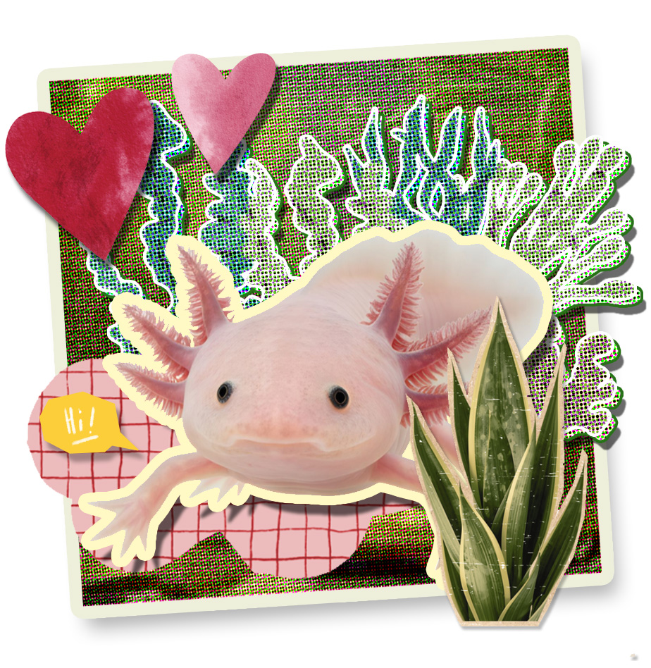 Axolotls - AQUILA Magazine Official Website